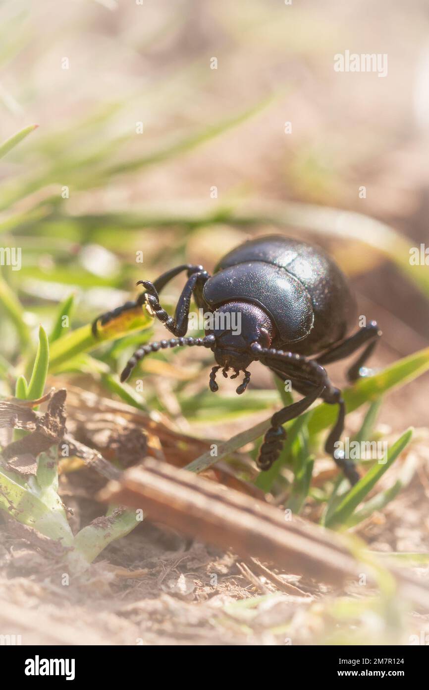 Foto ravvicinata del sanguinoso scarabeo dal naso (Timarca tenebricosa) che attraversa la prateria su un sentiero lungo North Hill, Minehead, Exmoor, West Somerset Foto Stock