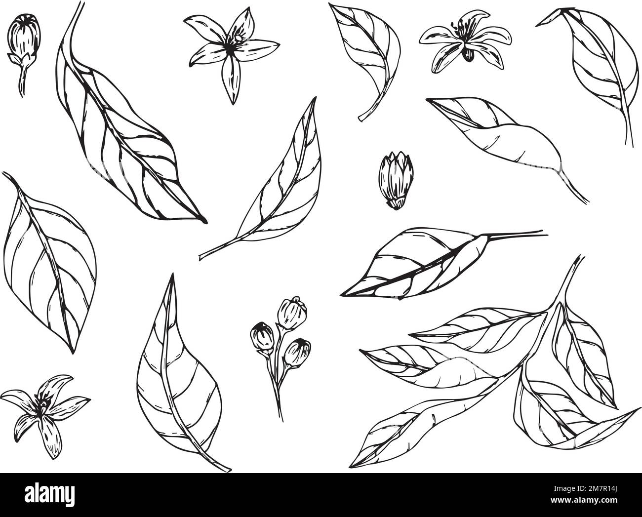 Limone disegnato a mano. Lime vintage e frutti di limone con fiori e rami per l'etichetta succo. Illustrazione Vettoriale