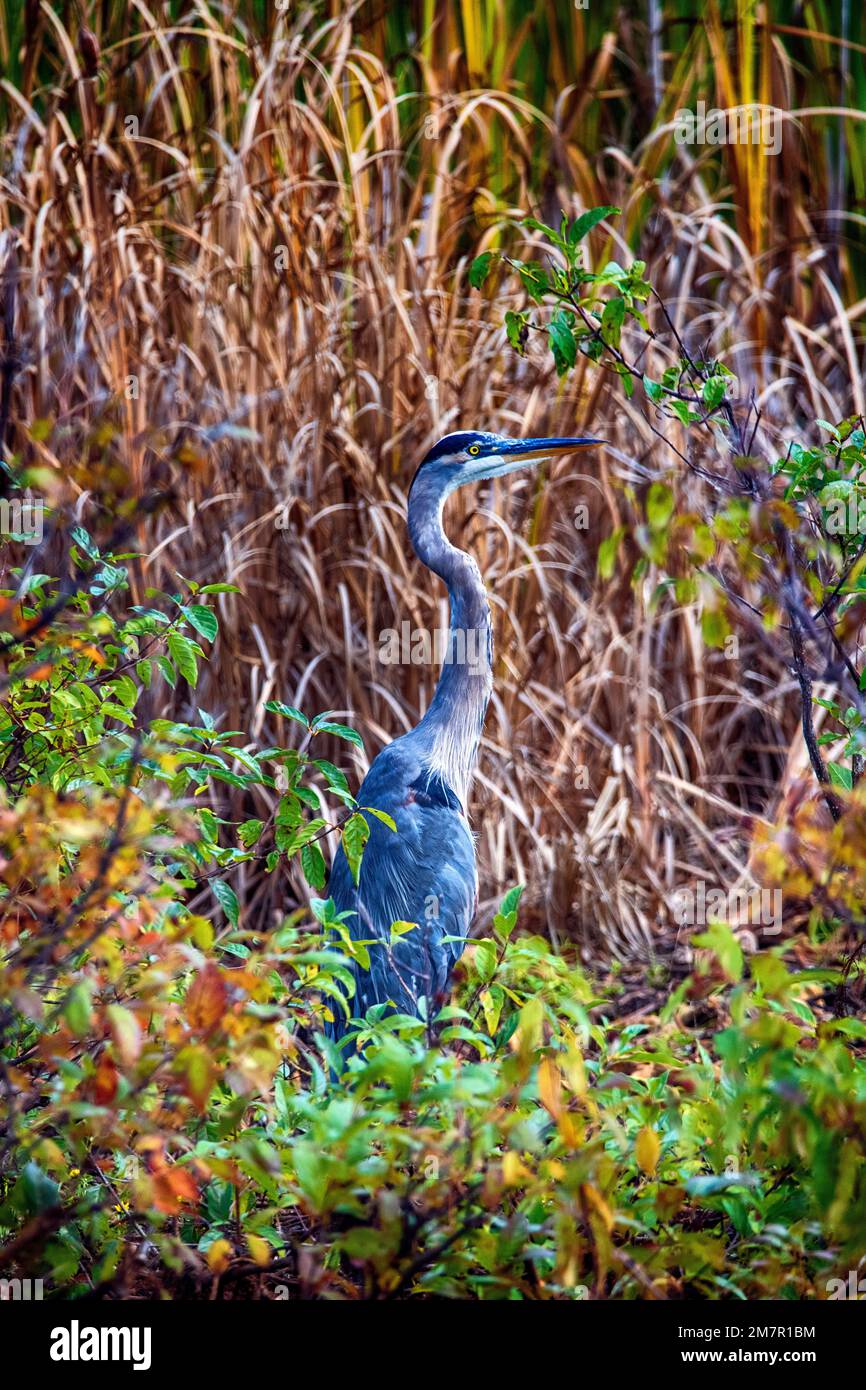Great Blue Heron al Presque Isle state Park Foto Stock