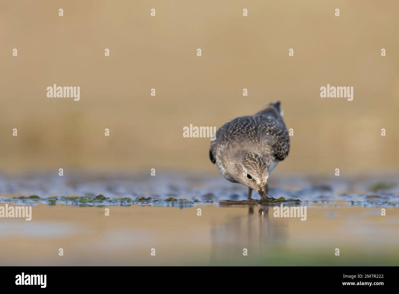 Stint di Temminck (Calidris tempminckii) i più piccoli waders in Europa. Foto Stock