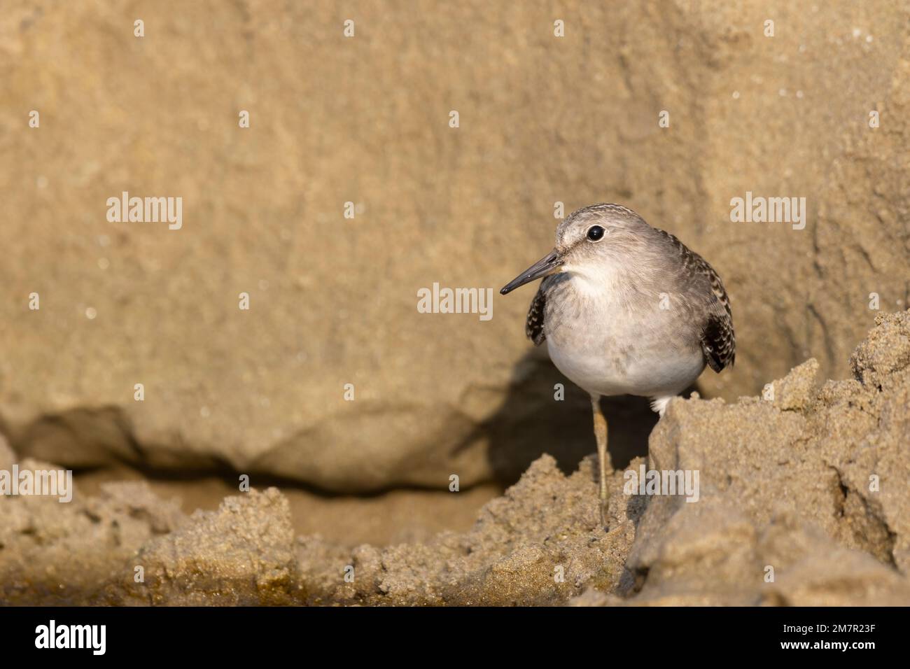 Stint di Temminck (Calidris tempminckii) i più piccoli waders in Europa. Foto Stock