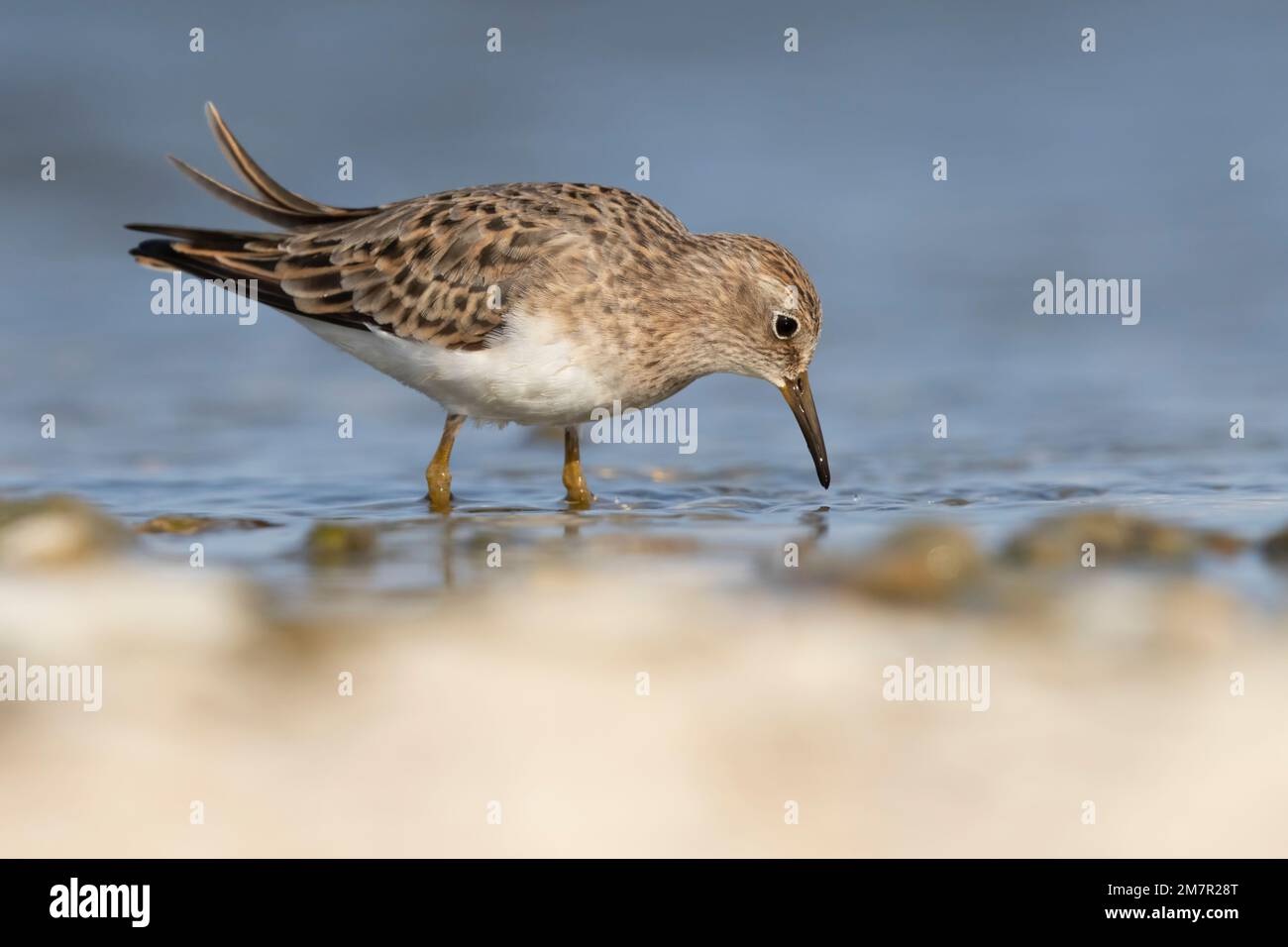 Stint di Temminck (Calidris tempminckii) i più piccoli waders in Europa. Foto Stock