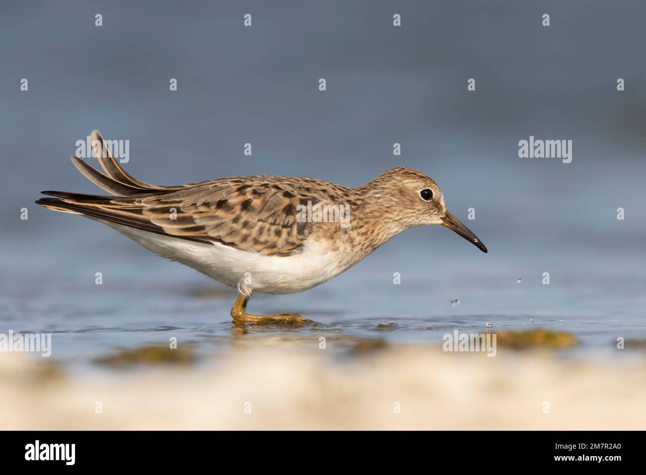 Stint di Temminck (Calidris tempminckii) i più piccoli waders in Europa. Foto Stock