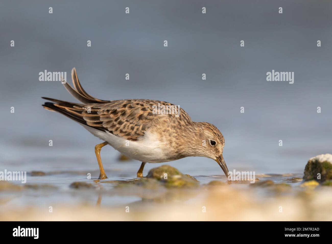 Stint di Temminck (Calidris tempminckii) i più piccoli waders in Europa. Foto Stock