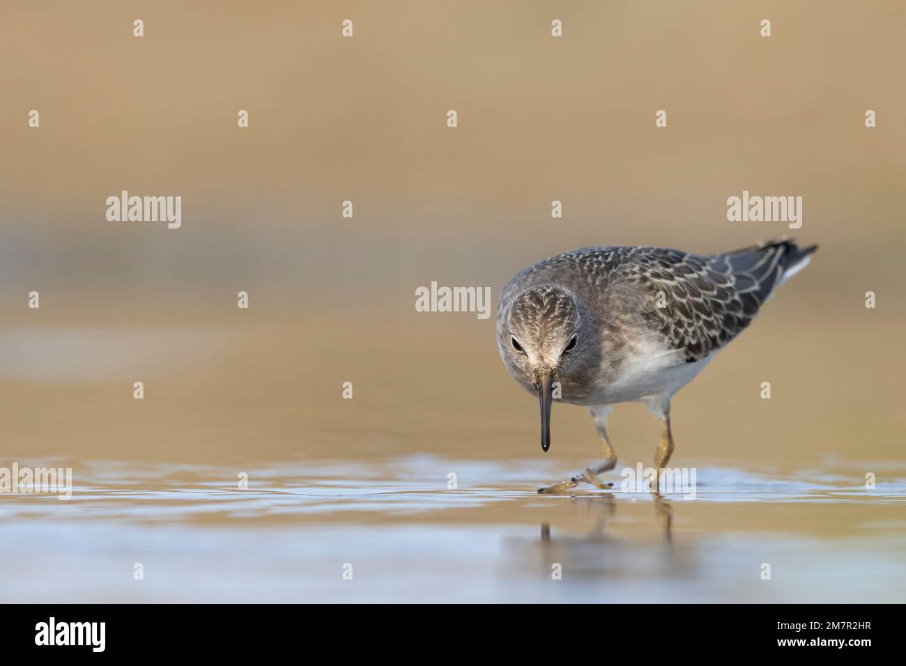 Stint di Temminck (Calidris tempminckii) i più piccoli waders in Europa. Foto Stock