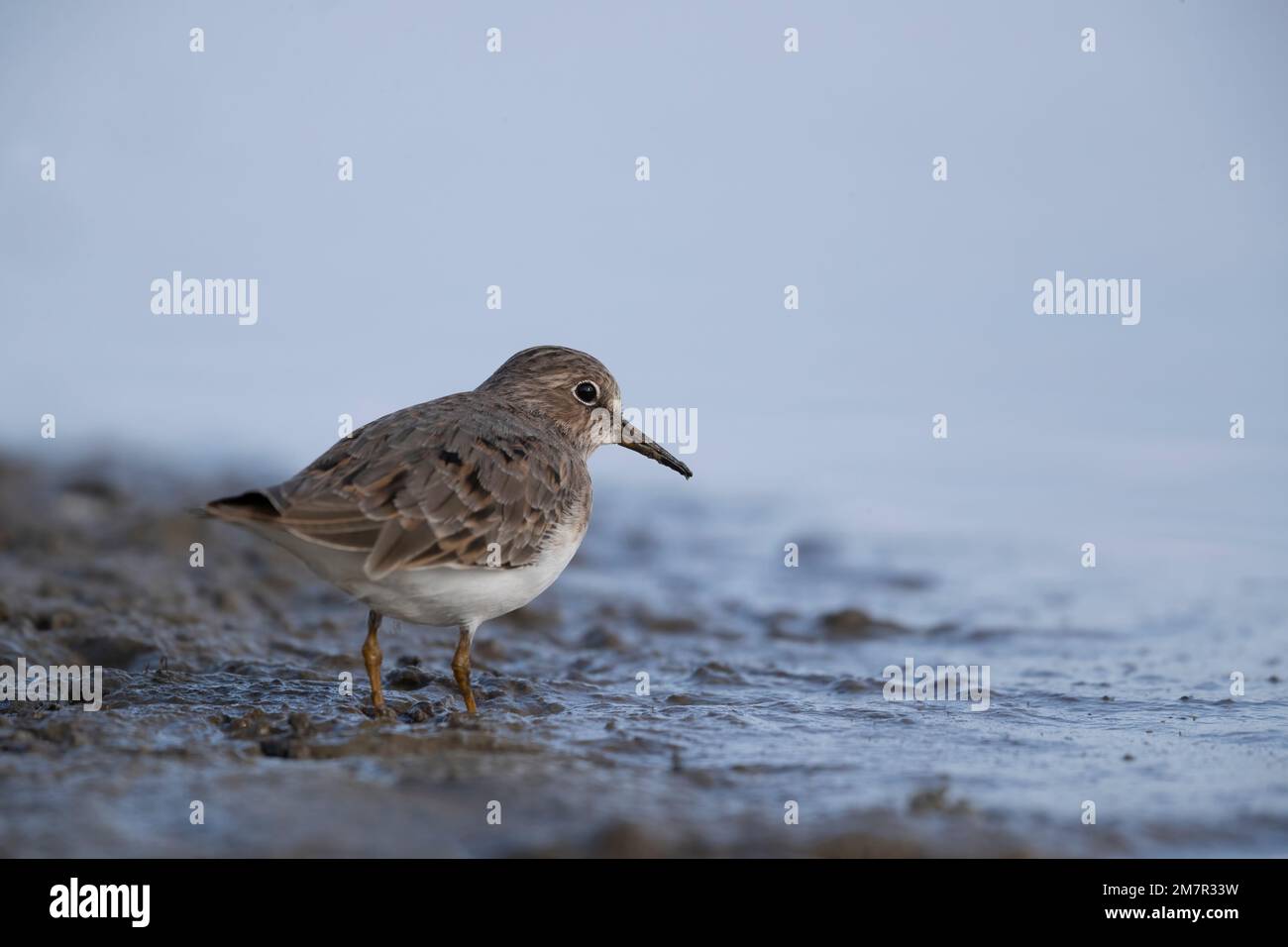 Stint di Temminck (Calidris tempminckii) i più piccoli waders in Europa. Foto Stock