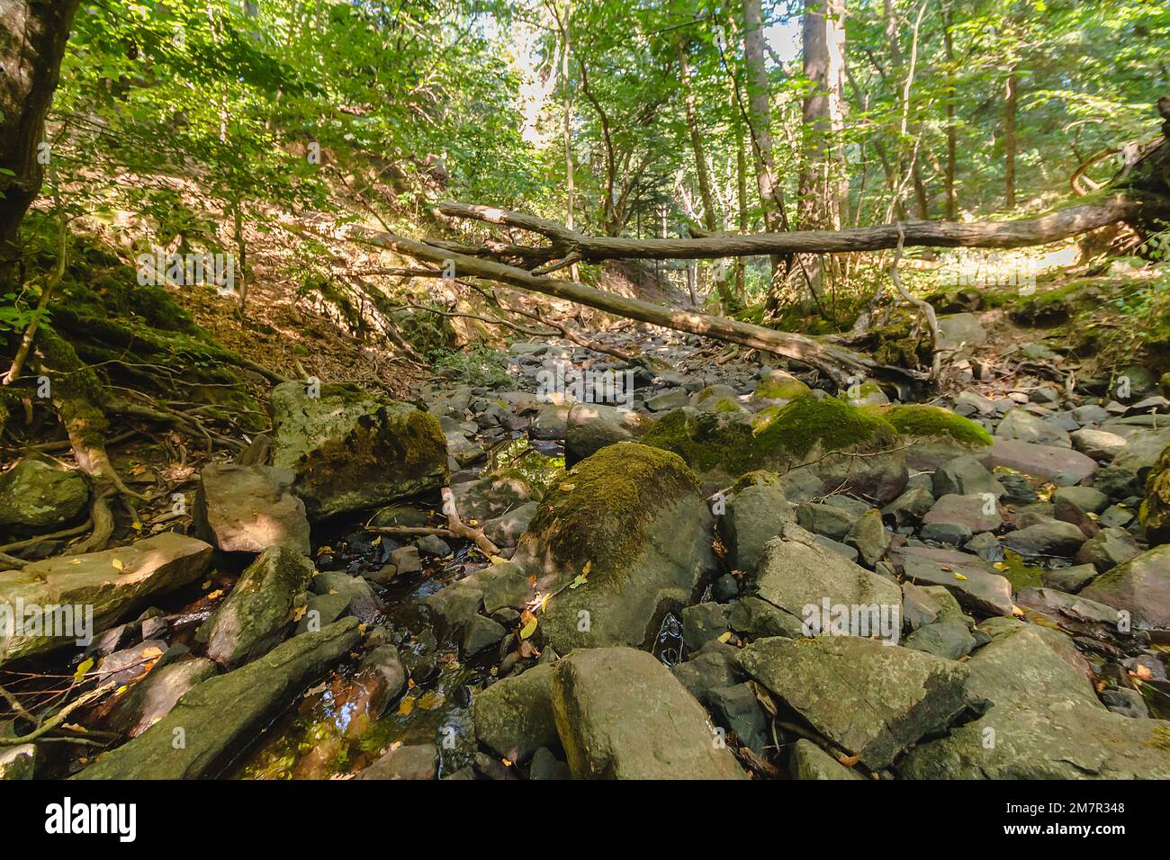 Foresta selvaggia nell'isola di Bornholm - stagione estiva Foto Stock