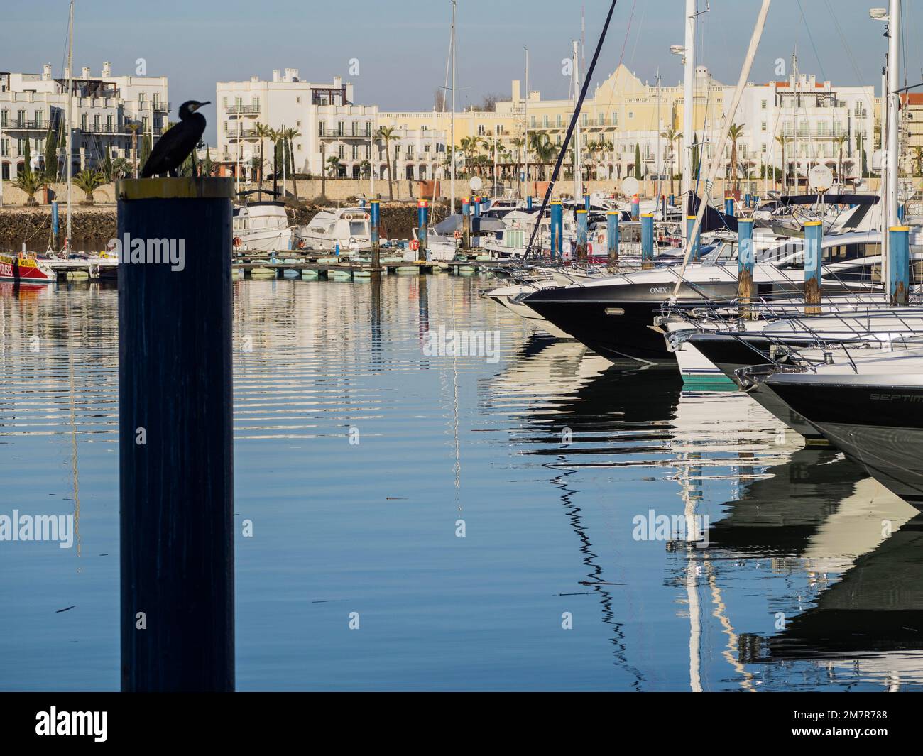 Cormorant che domina la Marina, Vilamoura, Algarve, Portogallo, Europa Foto Stock
