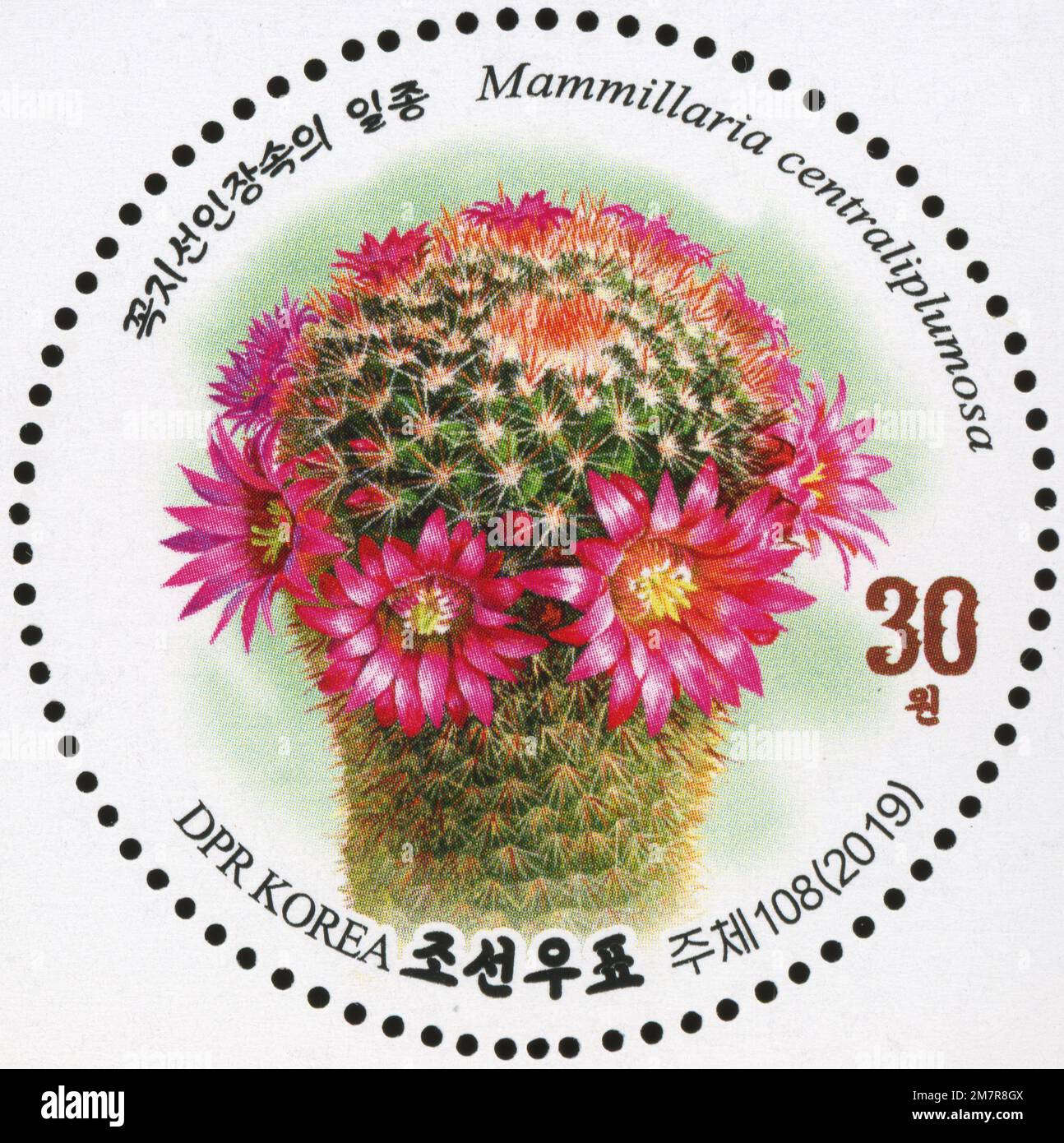 2019 Serie di francobolli per la Corea del Nord. Cactus fiorito. Mammillaria centraliplumosa Foto Stock