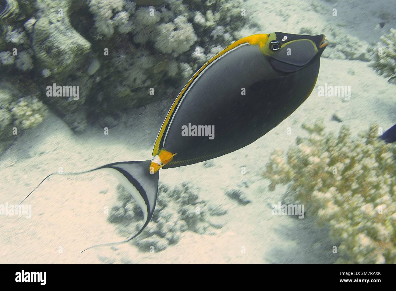Pesce indiano del medico del naso a lama gialla (naso elegans) . Sito di immersione House Reef, Mangrove Bay, El Quesir, Mar Rosso, Egitto Foto Stock