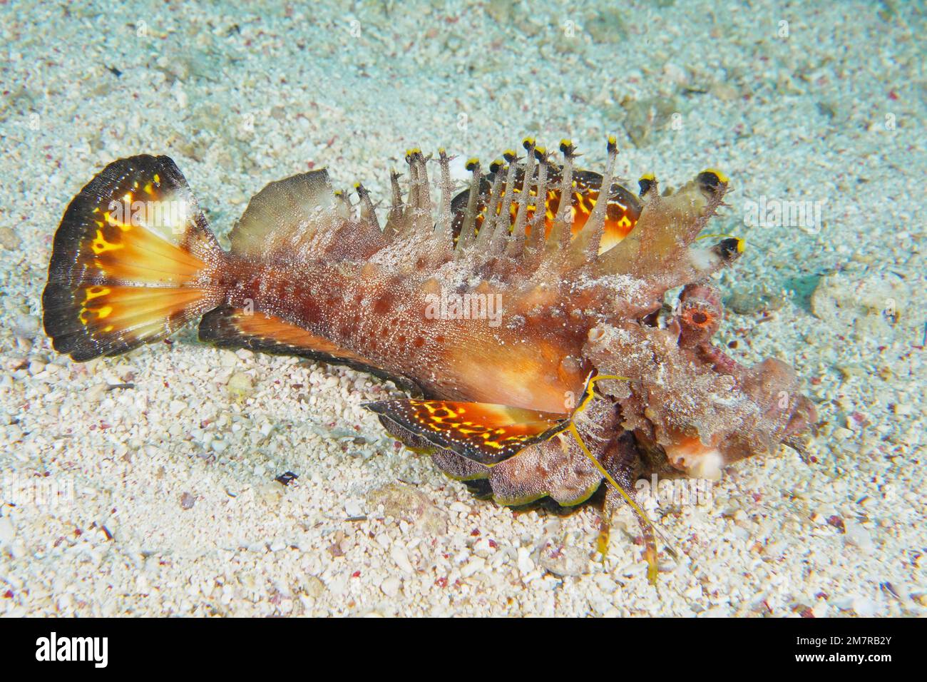 Un walkman ® a filamento di pesce devilfish del Mar Rosso (Inimicus filamentosus) mette in guardia i nemici con le sue pinne rosse. Immersioni House Reef, Mangrove Bay, El Foto Stock