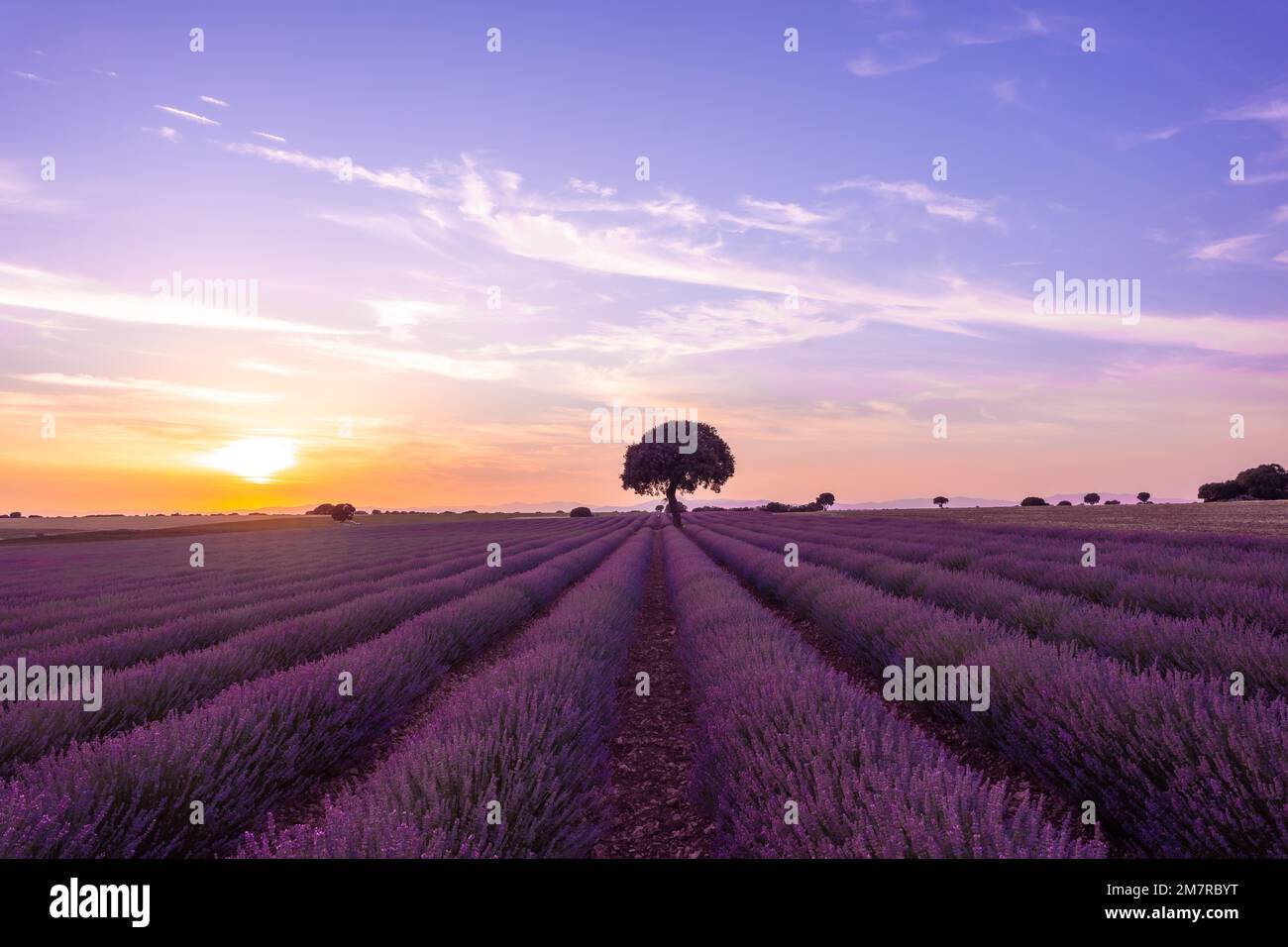 Campo di lavanda al tramonto, Brihuega. Guadalajara, Spagna Foto Stock