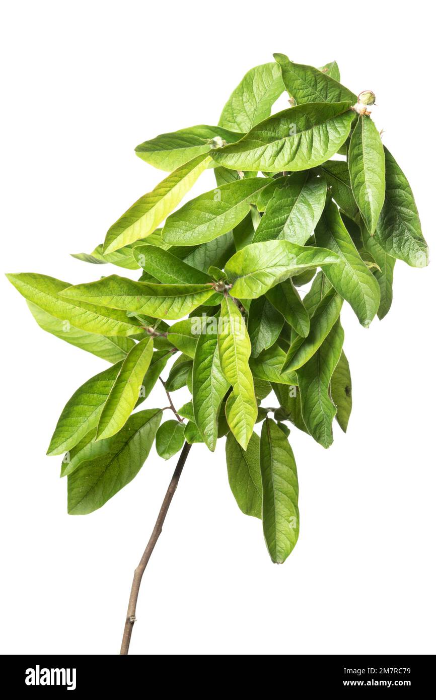 Nespilus germanica Nottingham, arbusto, pianta legnosa, isolato, sfondo bianco Foto Stock