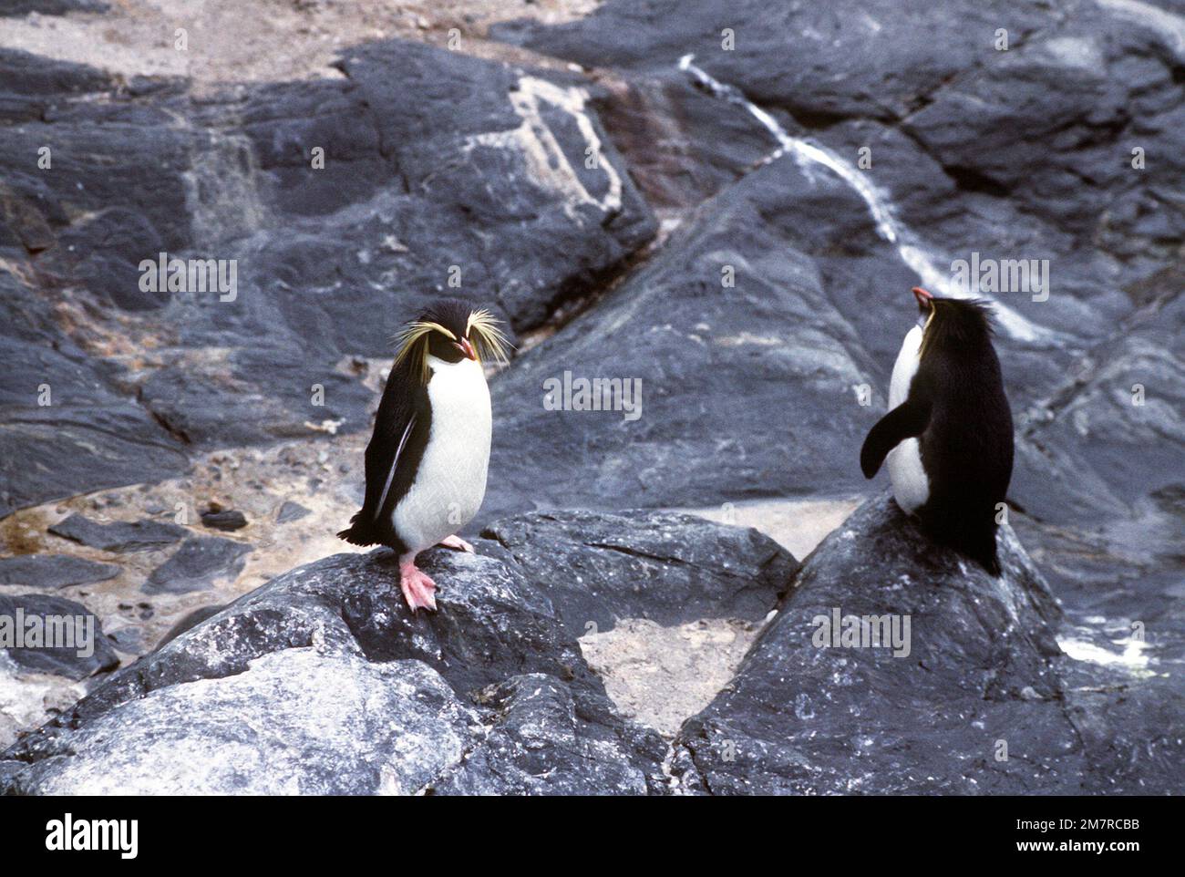 Pinguini all'Acquario di Bergen. Base: Bergen Paese: Norvegia (NOR) Foto Stock