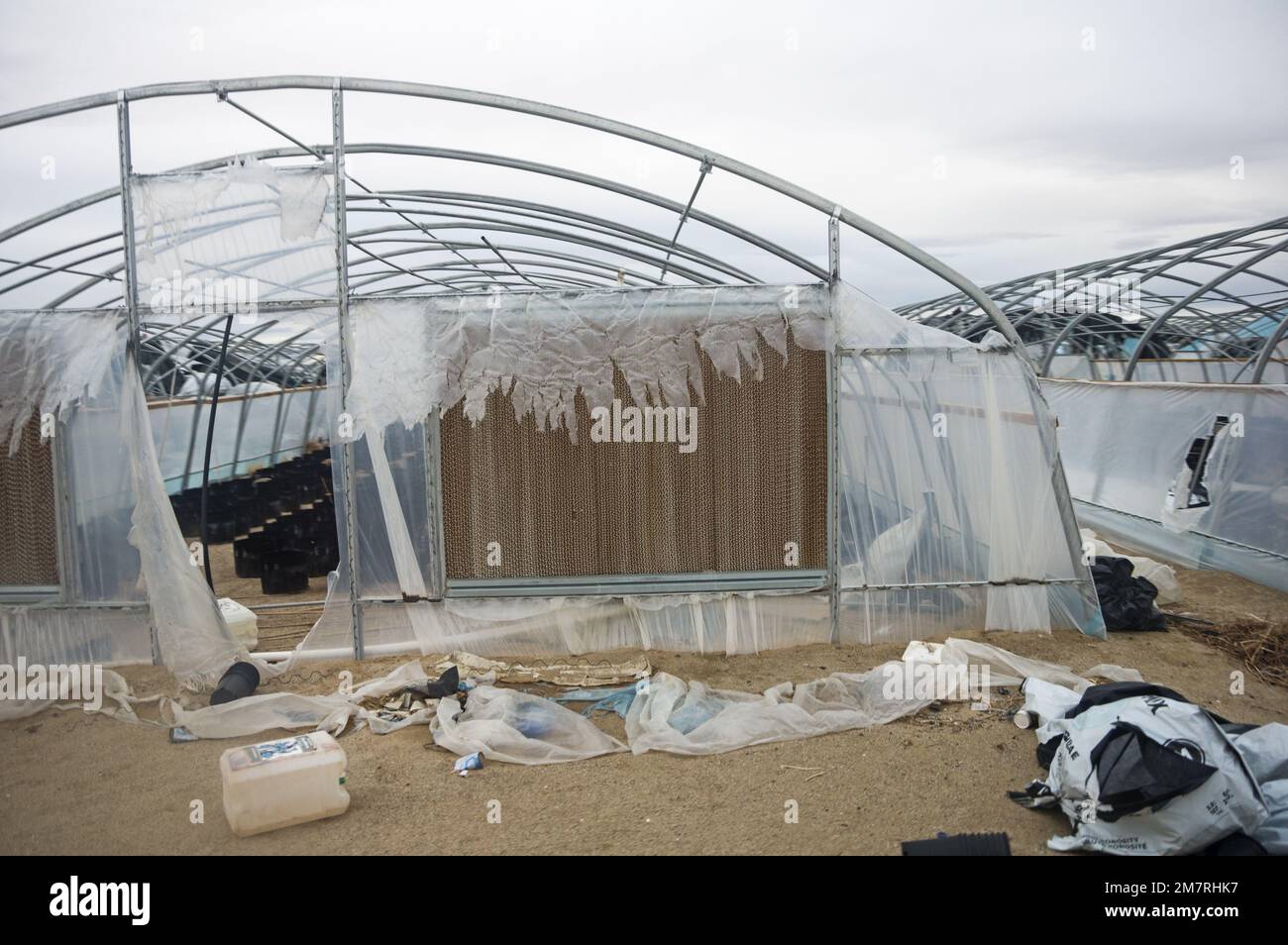 La marijuana illegale abbandonata cresce nel deserto di Mojave in California Foto Stock