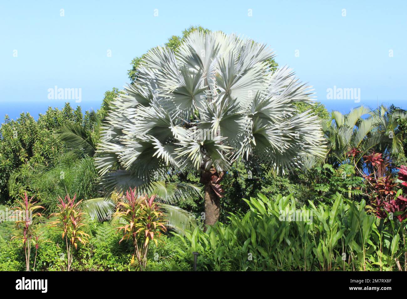 Flora delle isole hawaiane Foto Stock