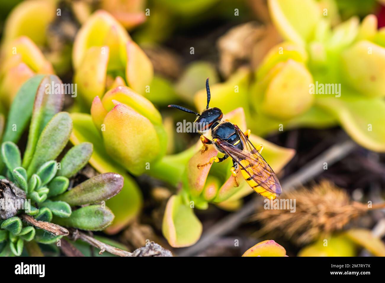 European Beewolf, Philanthus triangulum, Maiorca, Spagna, Europa Foto Stock
