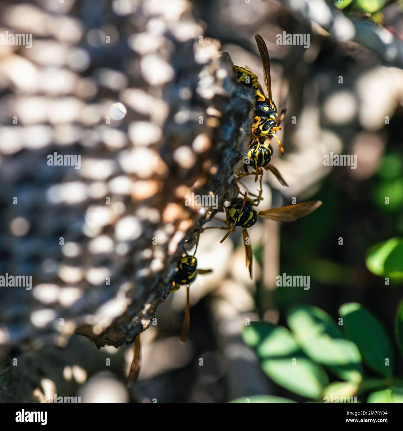 Carta europea WASP, Polistes dominula, Maiorca, Spagna, Europa Foto Stock
