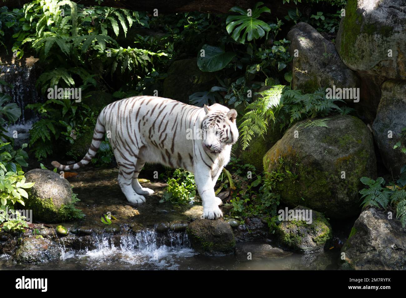 La tigre bengala (Panthera tigris tigris) è una sottospecie di tigre originaria del subcontinente indiano. Foto Stock