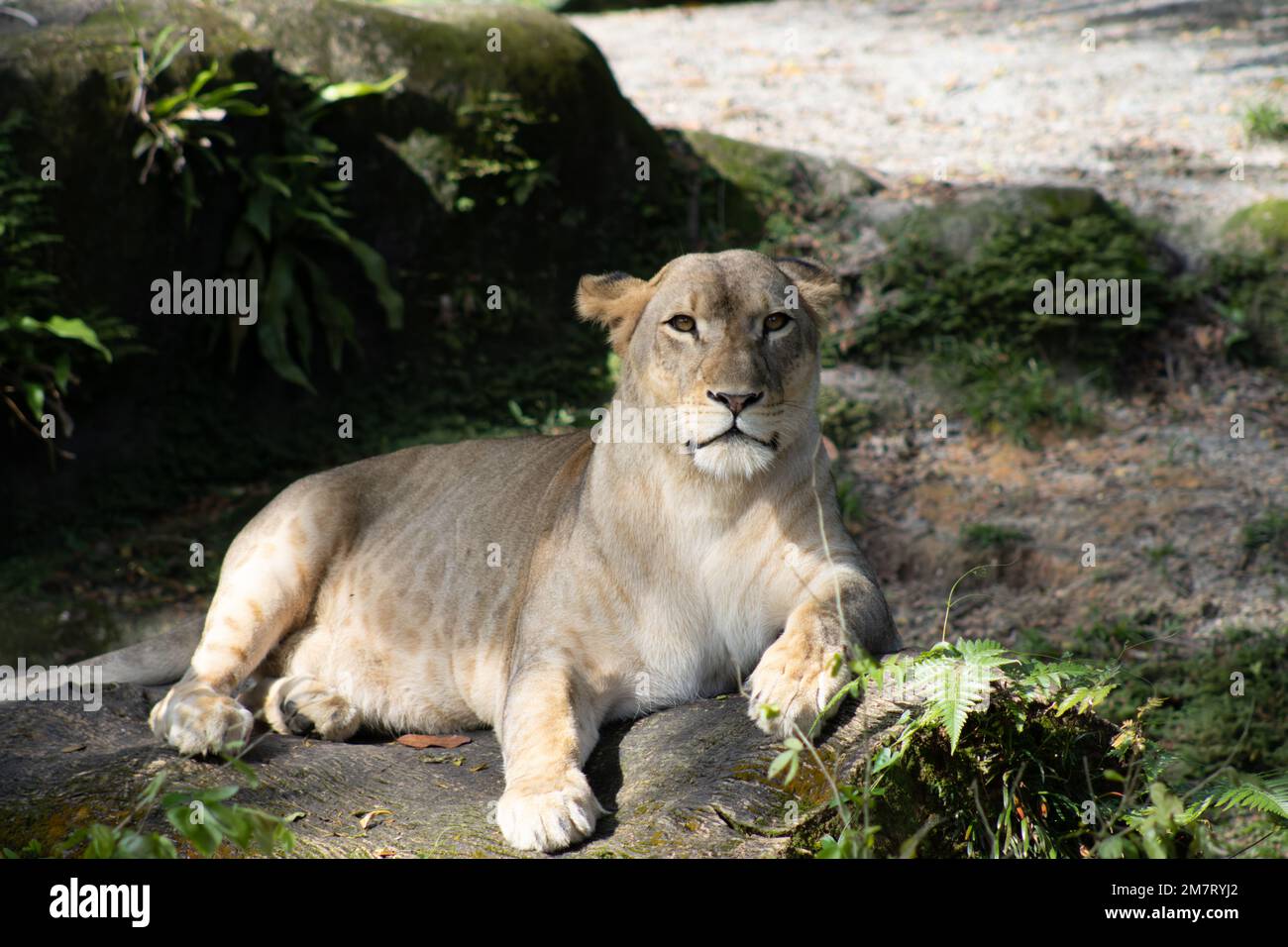 Un leone femminile, chiamato anche leonessa, è un membro della famiglia Felidae e la più grande specie di gatto esistente. Le Lionesses sono tipicamente più piccole e meno. Foto Stock