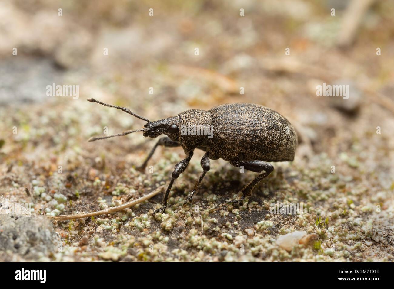 Scarabeo di erba medica, Otiorhynchus ligustici al suolo Foto Stock