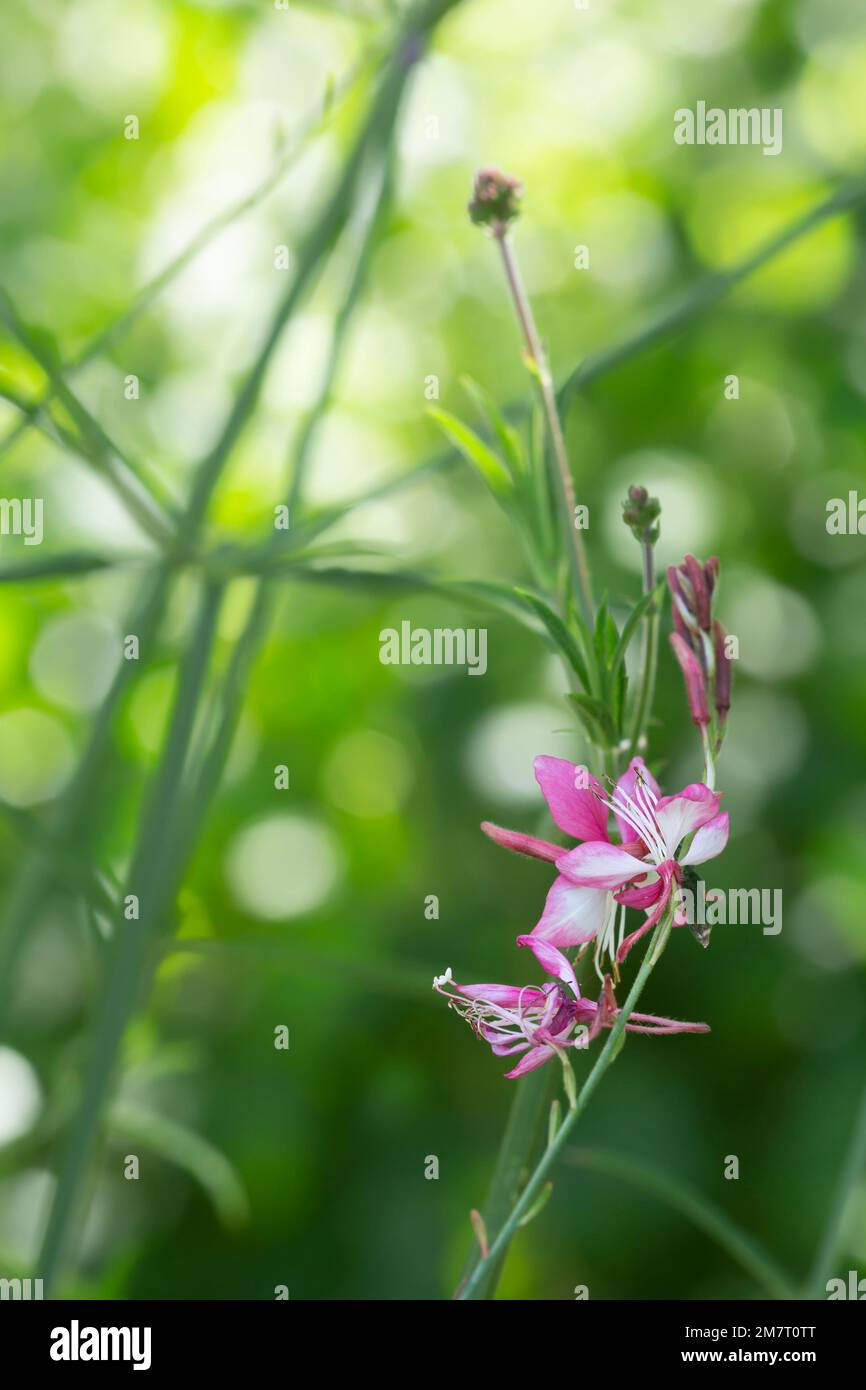 Il beeblossom di Lindheimer, Oenothera lindheimeri, riflessioni sullo sfondo Foto Stock