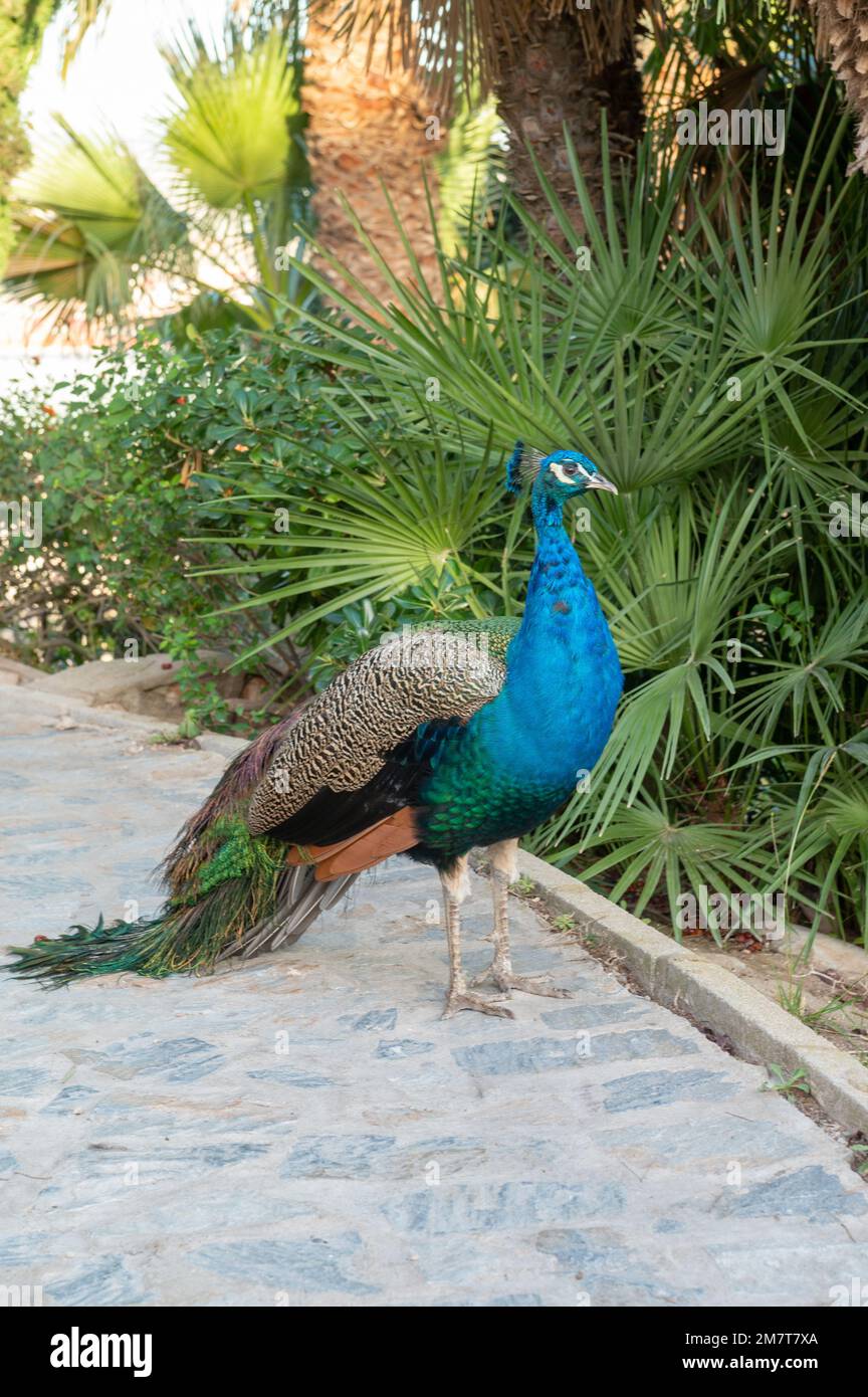 Pavo Real nella città turistica di Cartagena con barche ormeggiate nell'autunno del 2022. Foto Stock