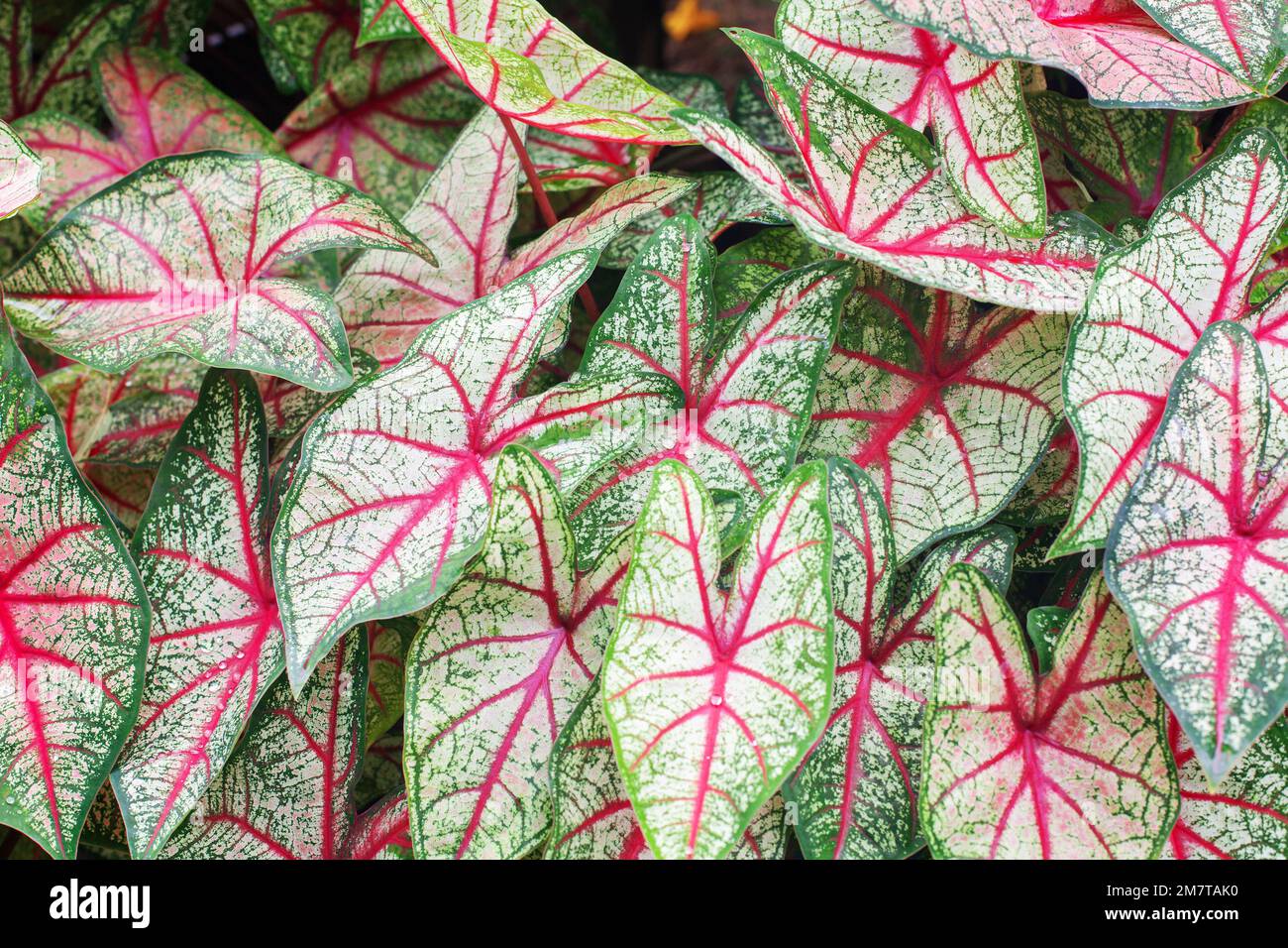 Sfondo foglie bicolore Caladium, bianco Caladium Queen verde rosso struttura foglia closeup, cuore colorato forma fogliame modello, esotica pianta tropicale Foto Stock