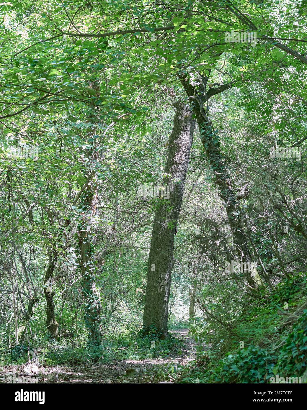 Lussureggiante foresta con foglie verdi e alberi alti Foto Stock