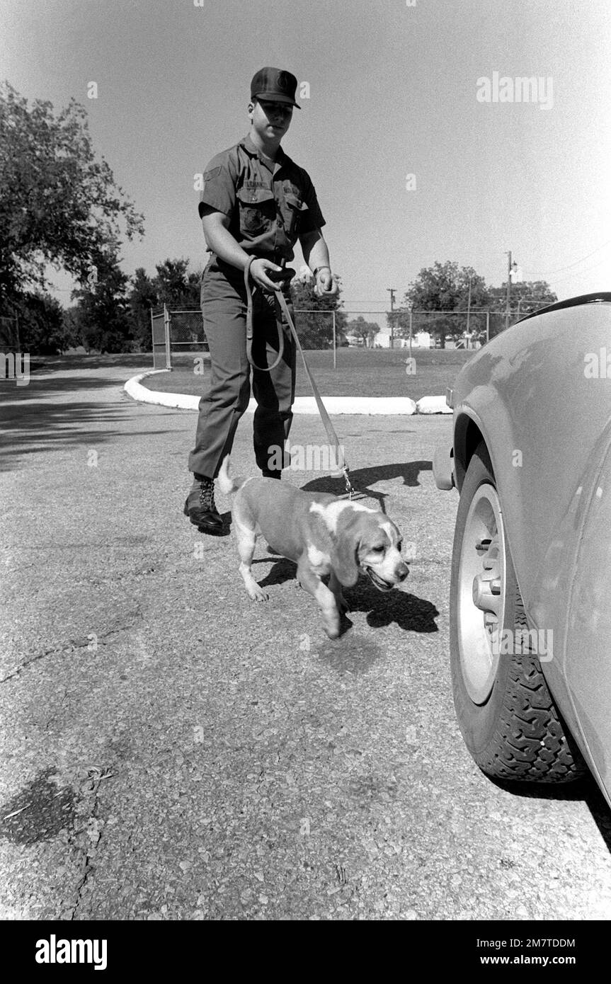 STATI UNITI Air Force SGT David J. Filchak è il gestore per Turbo, un beagle. Turbo è un cane da lavoro che rileva le narcotiche per la base ed è stato giusto 95 per cento del tempo. Base: Carswell Air Force base Stato: Texas (TX) Paese: Stati Uniti d'America (USA) Foto Stock