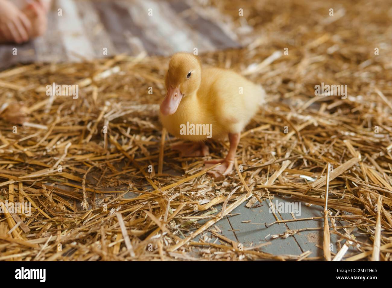 Anatre gialle vive accanto al primo piano di fieno fresco. il concetto di allevare animali in una fattoria Foto Stock