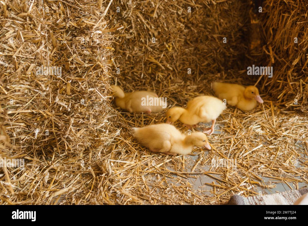 Anatre gialle vive accanto al primo piano di fieno fresco. il concetto di allevare animali in una fattoria Foto Stock