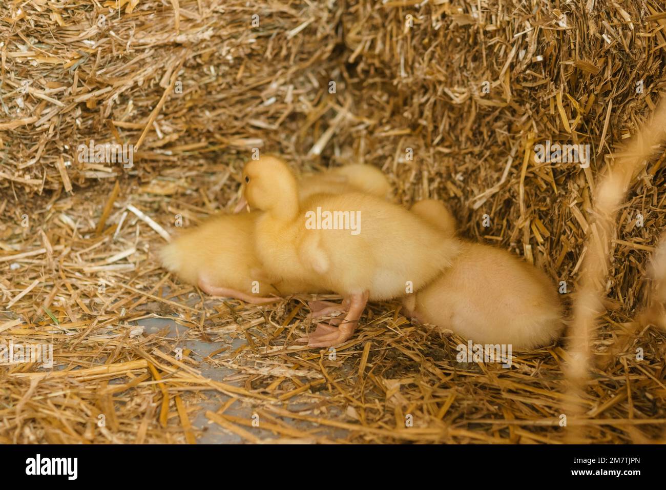 Anatre gialle vive accanto al primo piano di fieno fresco. il concetto di allevare animali in una fattoria Foto Stock