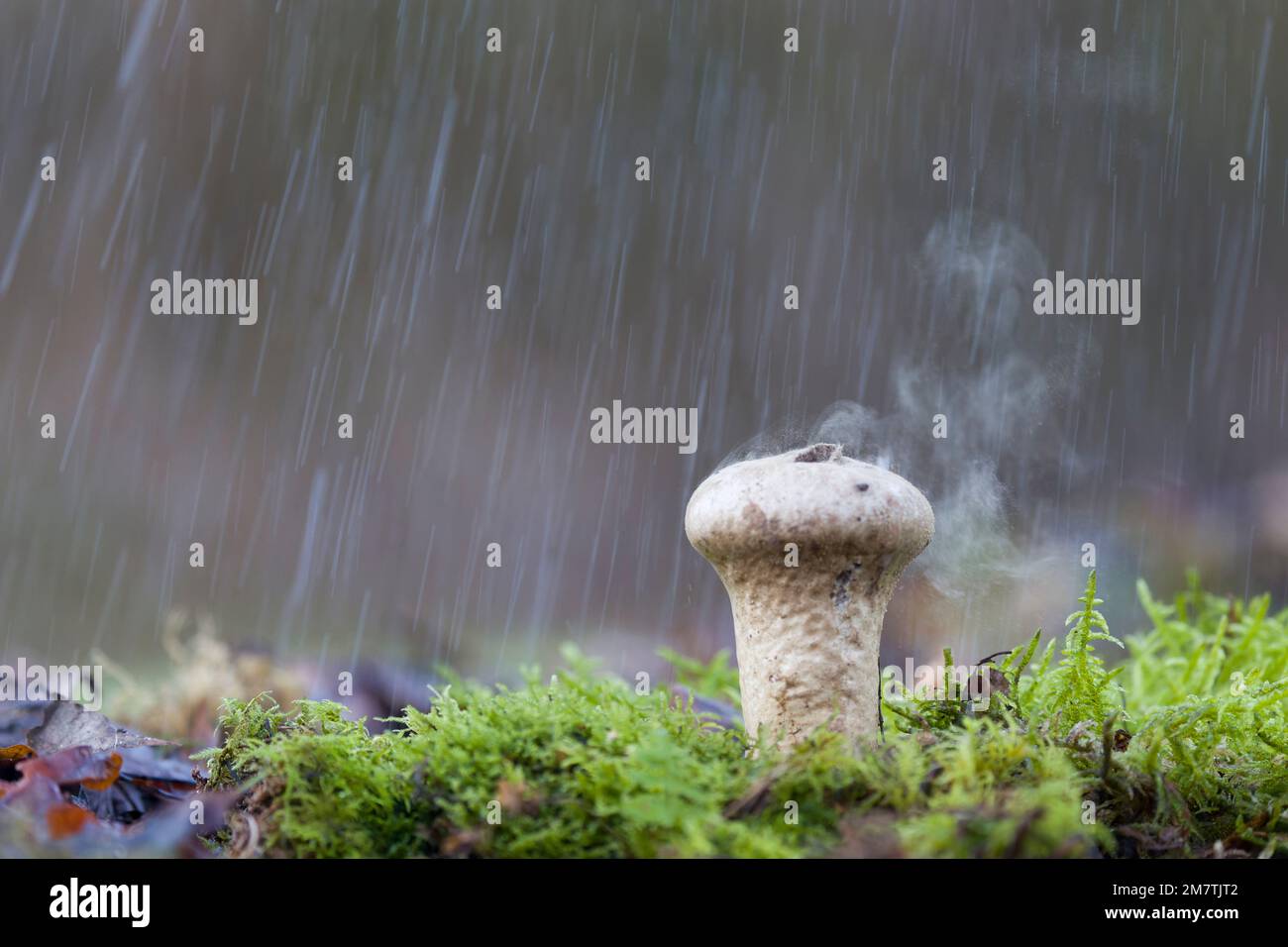 Fungo Puffball rilasciando spore quando raindrop colpisce il cappuccio, Suffolk, Inghilterra, gennaio Foto Stock