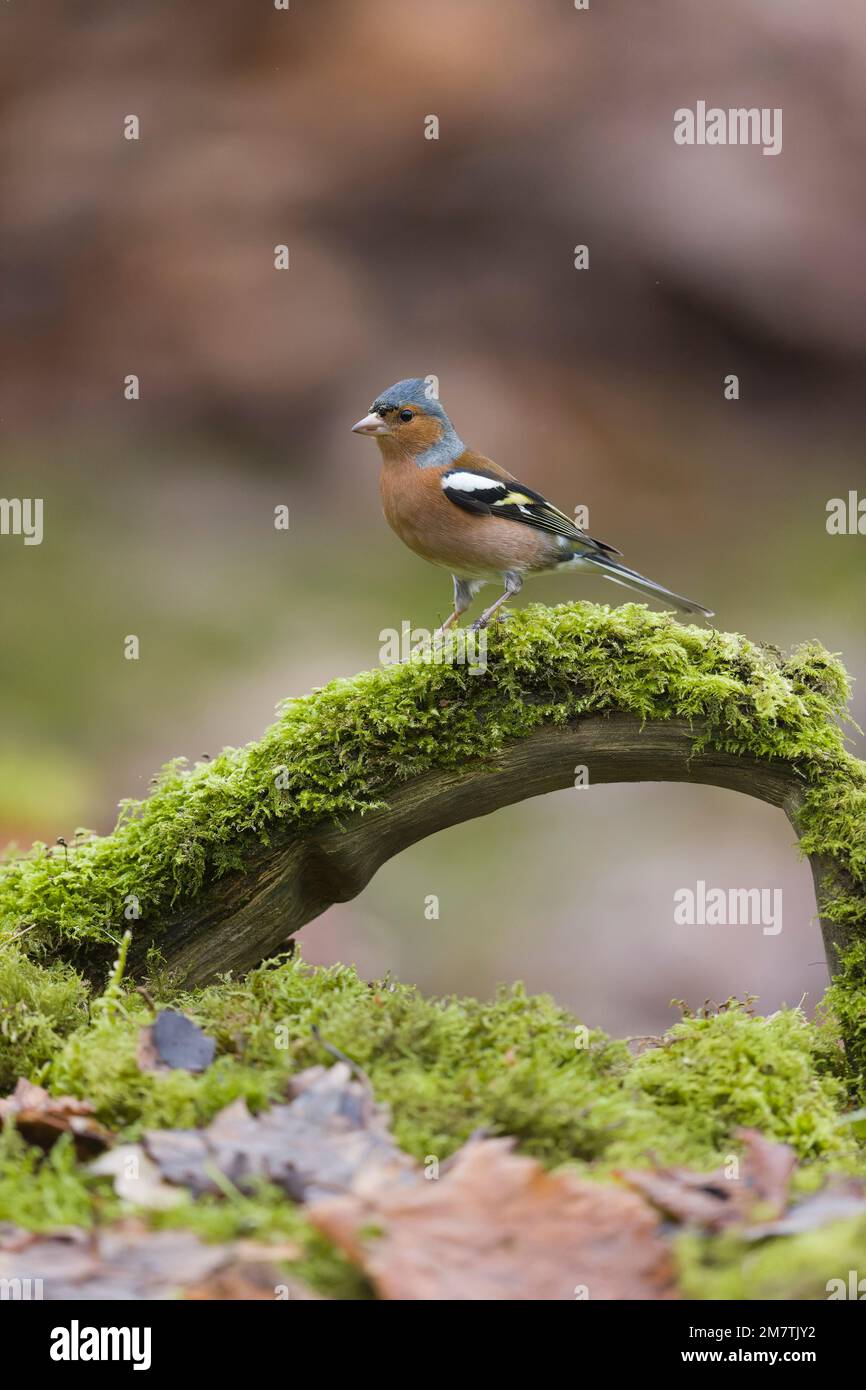 Corone di Fringilla comune, maschio adulto arroccato su muschio coperto ramo caduto, Suffolk, Inghilterra, gennaio Foto Stock