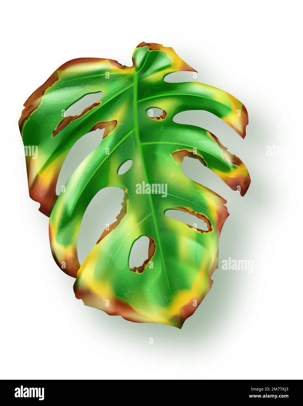 Verde tropicale giallo foglia monstera essiccazione su sfondo bianco vettore. Bellissimo elemento di design isolato botanico, pianta di palma tropicale giungla, esotico filodendro secco foglia in stile realistico Illustrazione Vettoriale