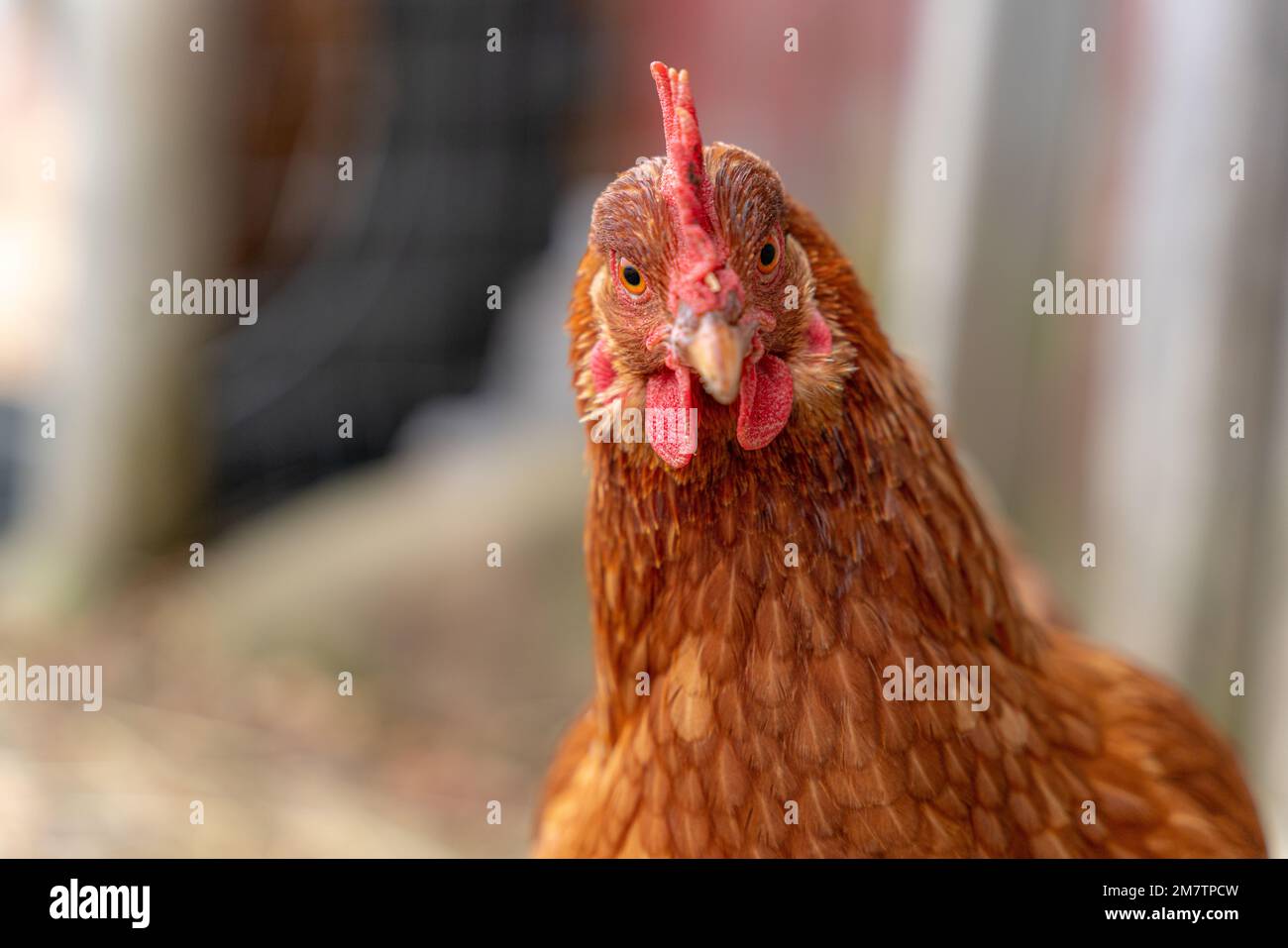 Regal pollo tenendo un occhio vigile sulla situazione. Foto Stock