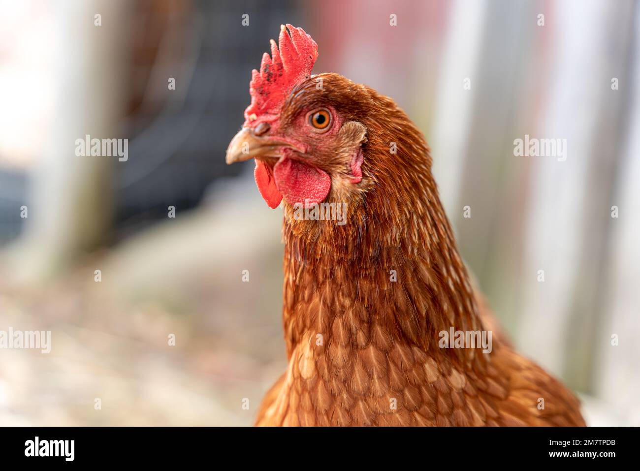 Regal pollo tenendo un occhio vigile sulla situazione. Foto Stock