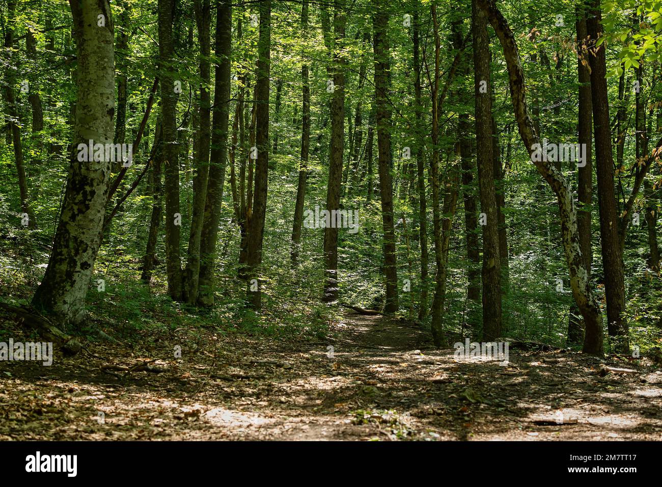 Verde foresta alberi sole. Misterioso paesaggio estivo. Alti alberi di faggio illuminati dal luminoso sole del mattino. Non c'è gente, una passeggiata all'aria aperta. Bella Foto Stock