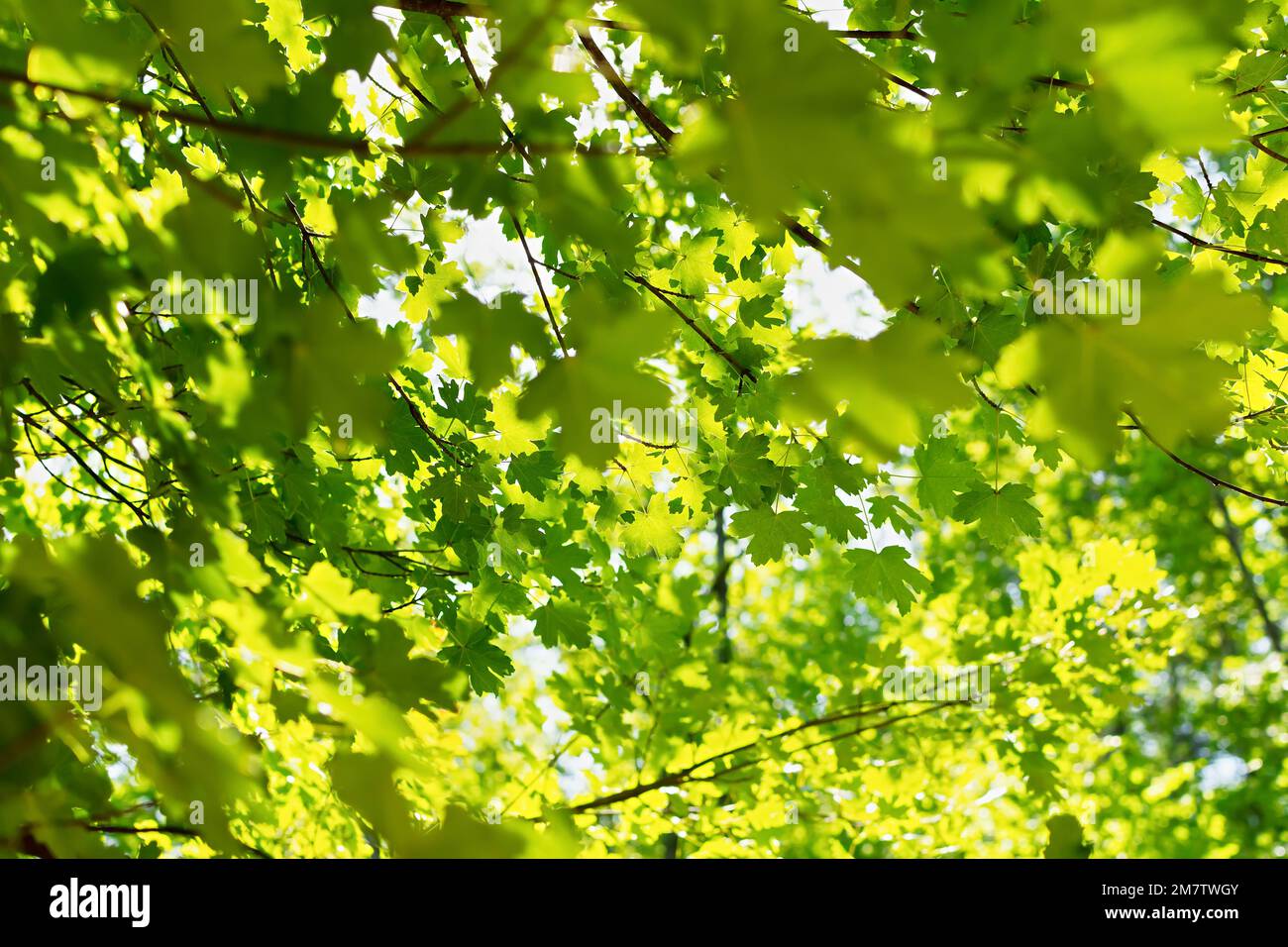 Verde acero fogliame. Sfondo luminoso naturale. Lussureggiante fogliame alla luce del sole. Natura astratta. Vista dal basso. Spazio di copia. Il concetto di primavera estiva g Foto Stock