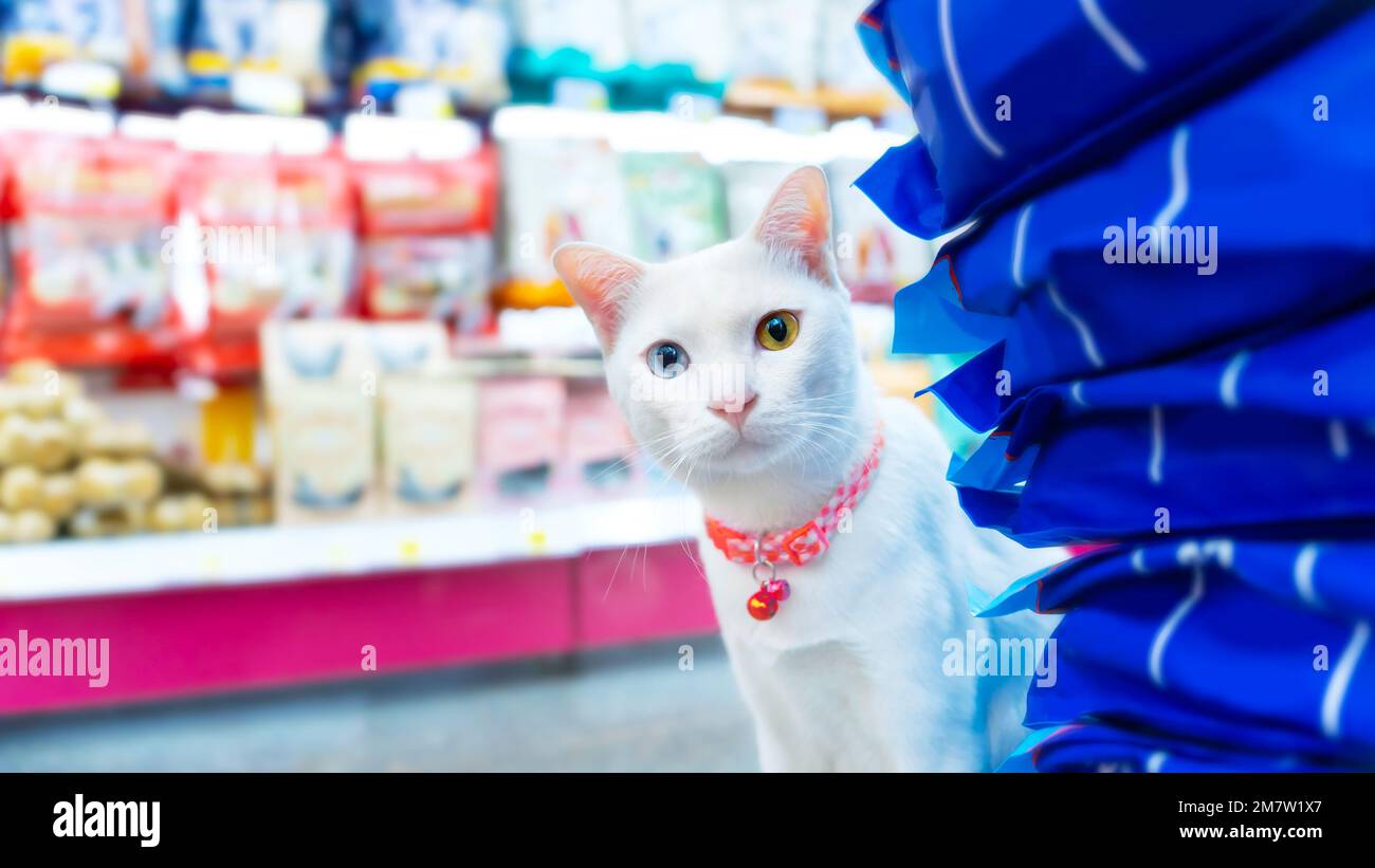 Un gatto bianco con gli occhi dispari o i colori differenti degli occhi sta guardando seriamente la macchina fotografica nei negozi dell'animale domestico dell'alimento Foto Stock