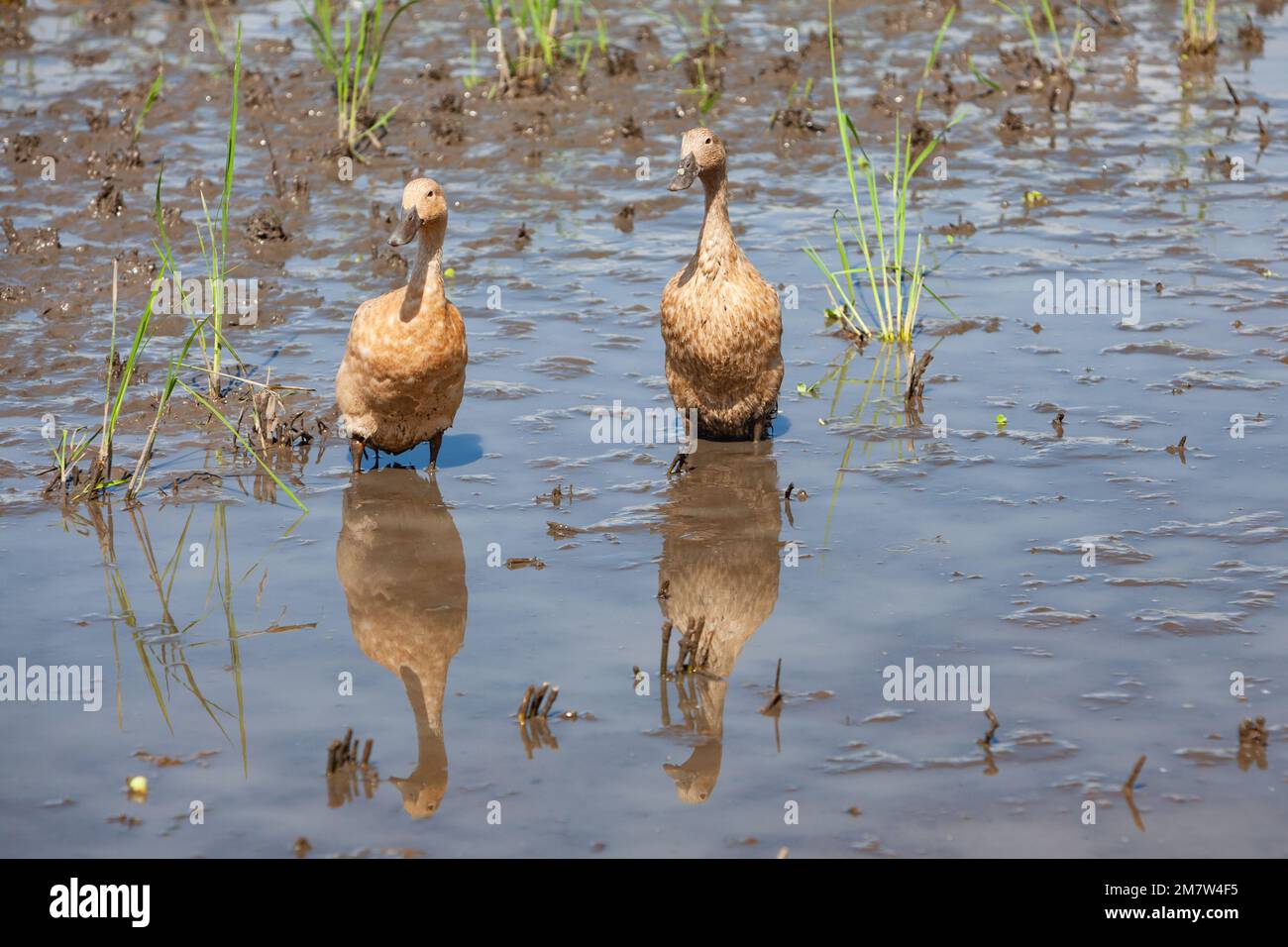 Gregge di anatre domestiche in risaie balinesi che mangiano alghe e insetti parassiti Foto Stock
