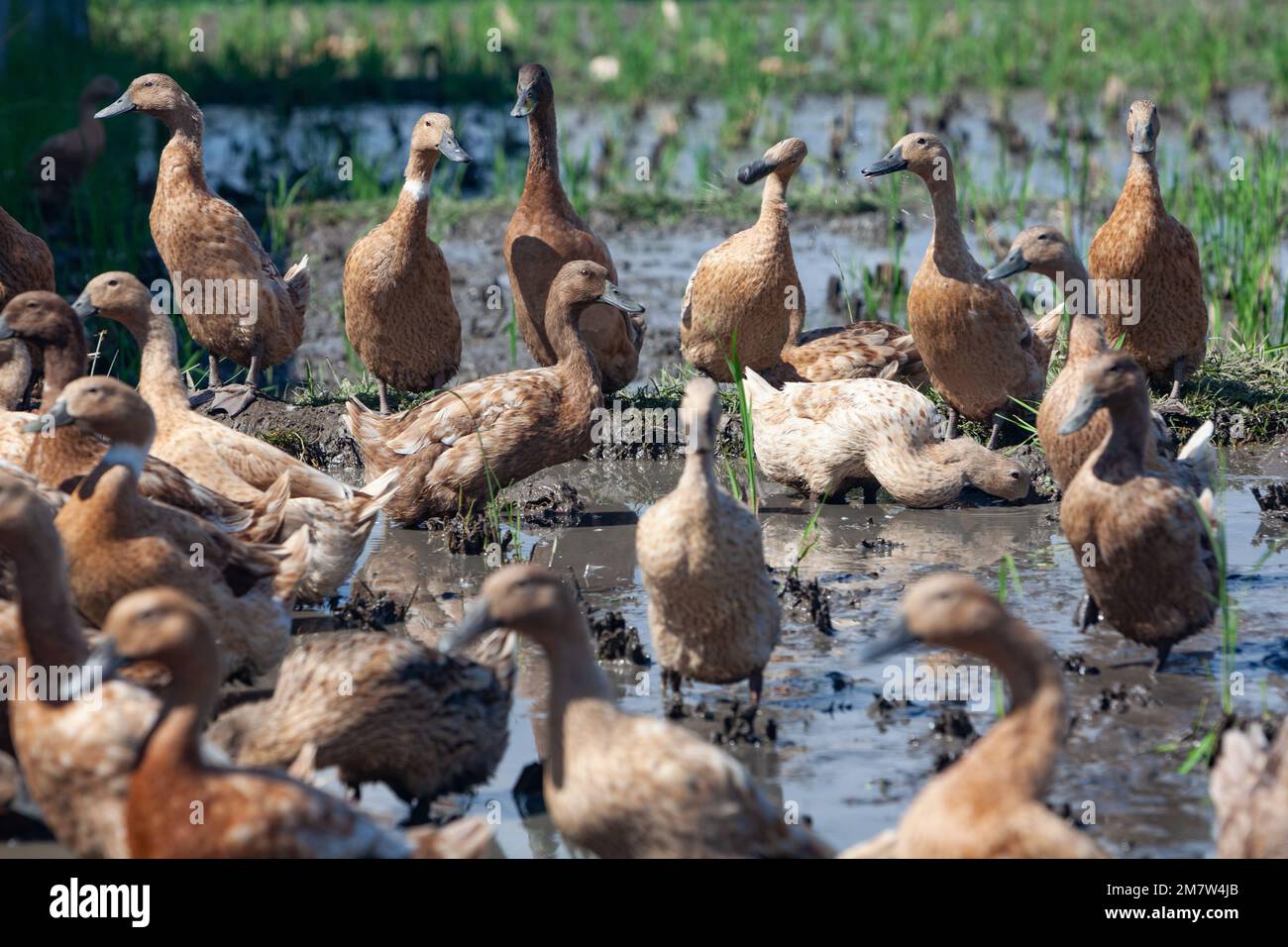 Gregge di anatre domestiche in risaie balinesi che mangiano alghe e insetti parassiti Foto Stock