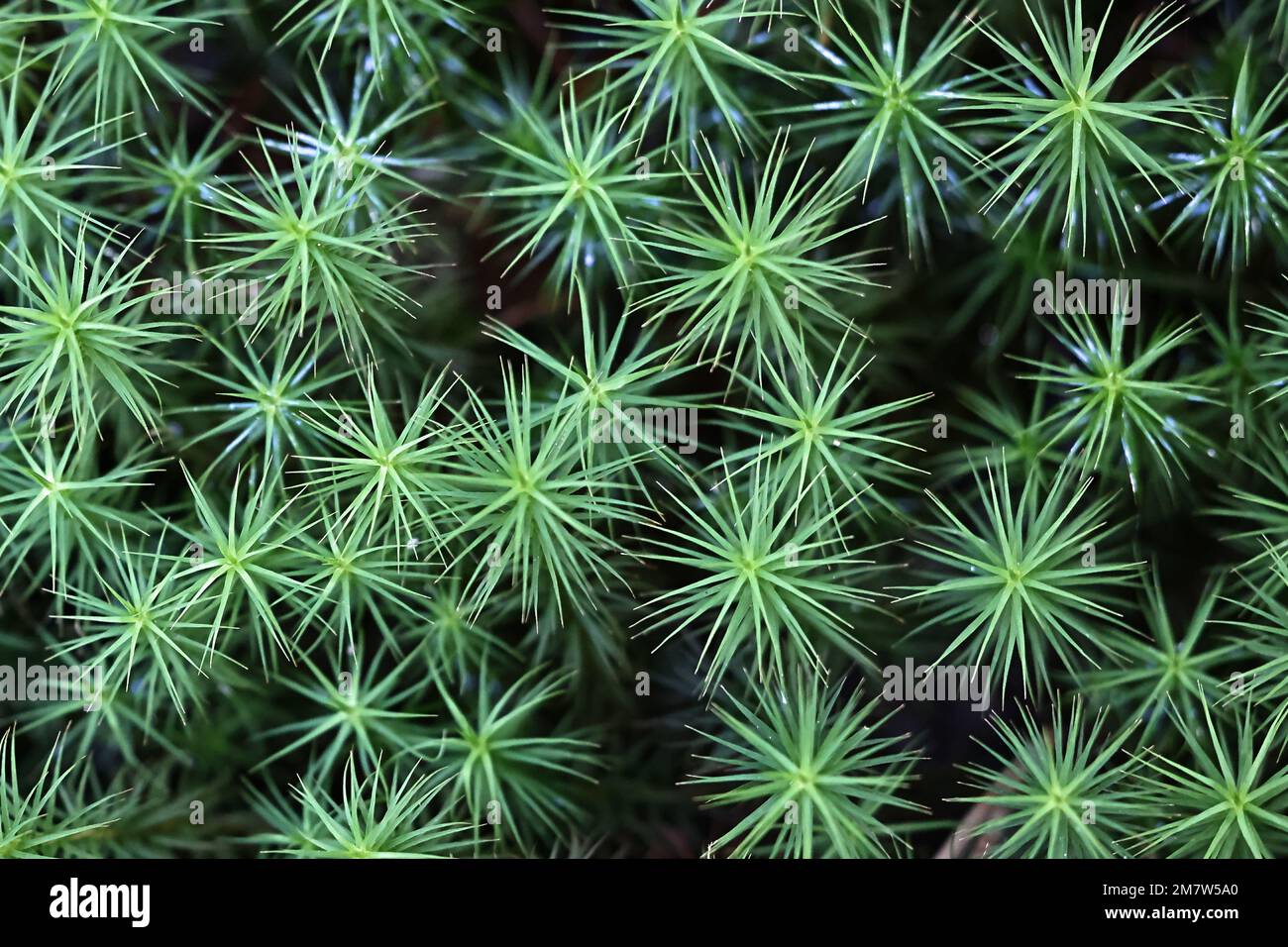 Polytrichum comune, noto come comune pettorina, maidenhair grande oro o grandi goldilocks Foto Stock