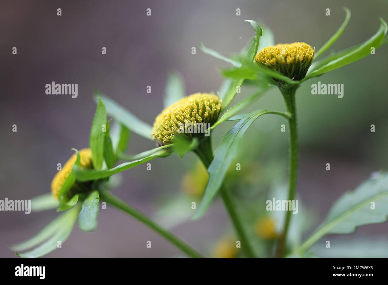 Greater Bur-Marigold, Bidens radiata, chiamato anche Greater Bur Marigold, pianta selvatica dalla Finlandia Foto Stock