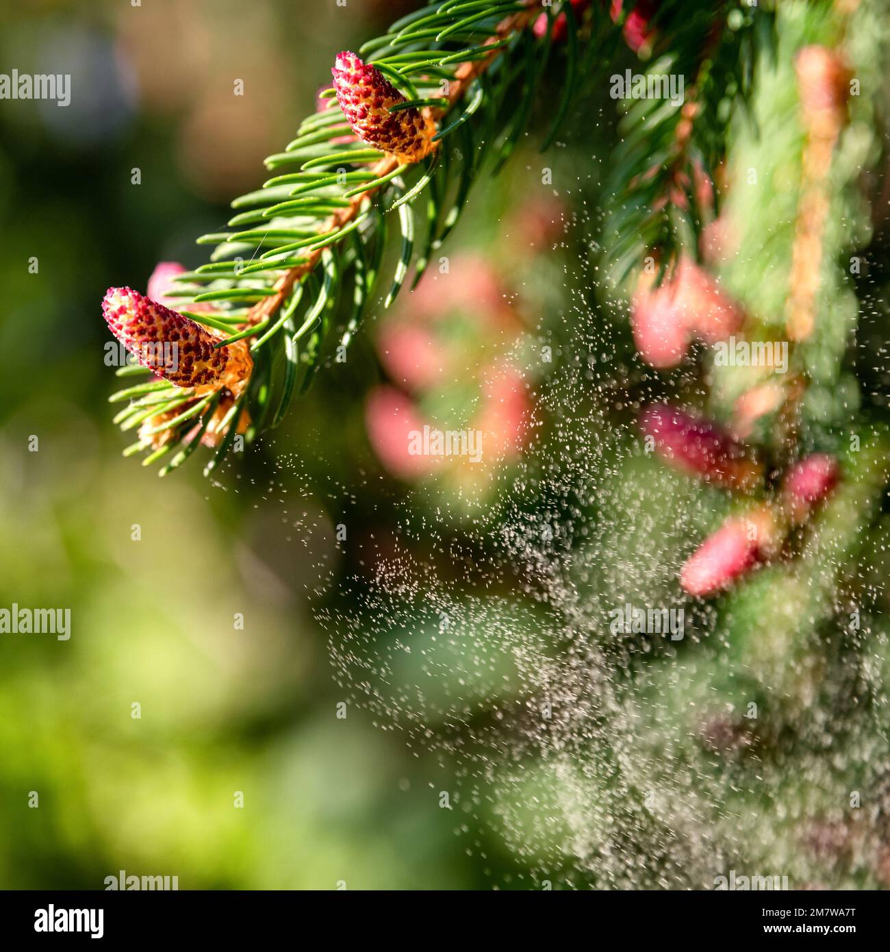 Grande quantità di albero di polline. Stagione allergica Foto Stock