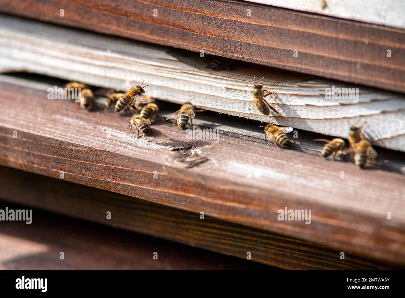 Sciame di api all'ingresso dell'alveare di legno. Foto Stock