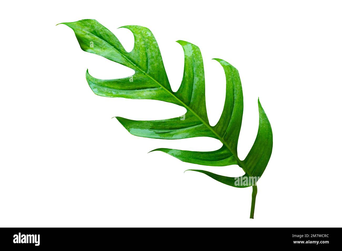 giungla tropicale monstera foglie isolate su uno sfondo bianco Foto Stock