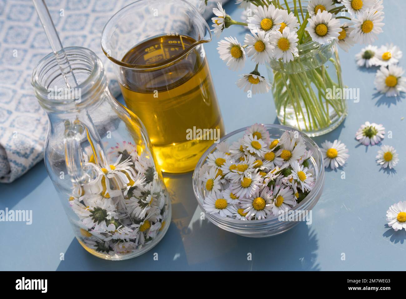 Gänseblümchen-Öl, Gänseblümchenöl, Blüten vom Gänseblümchen werden in Öl eingelegt, ausgezogen, Auszug aus Gänseblümchen-Blüten, Ölauszug, Heilöl, Aus Foto Stock