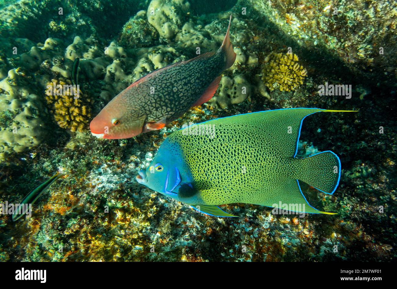 Vista ravvicinata di un pesce angelo semicerchio (Pomacanthus semicirculatus) e di un pesce pappagallo Ember (Scarus rubraviolaceus) vicino all'Isola di St Pierre - Seychelle Foto Stock